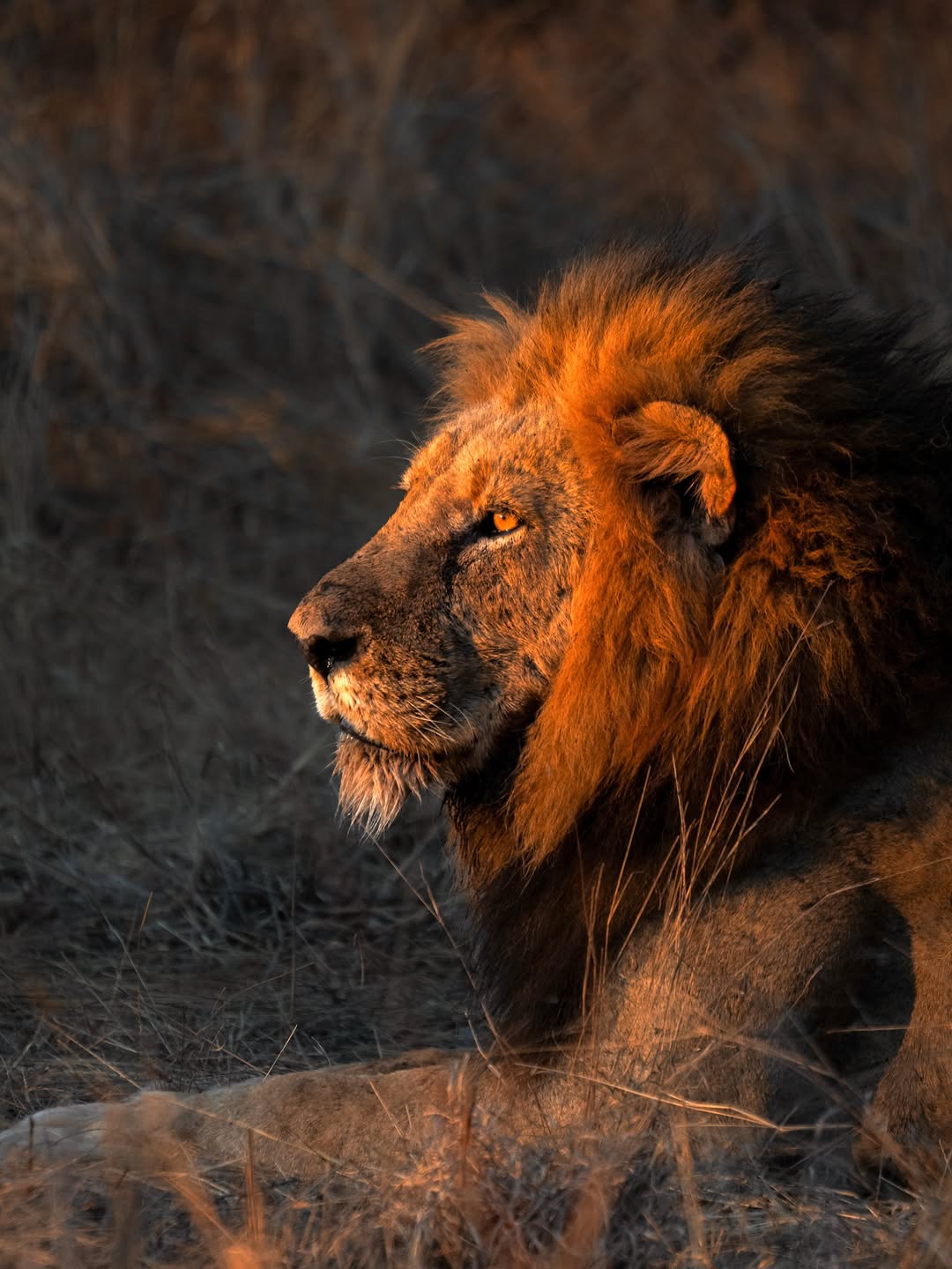 A male lion resting in warm evening light on safari
