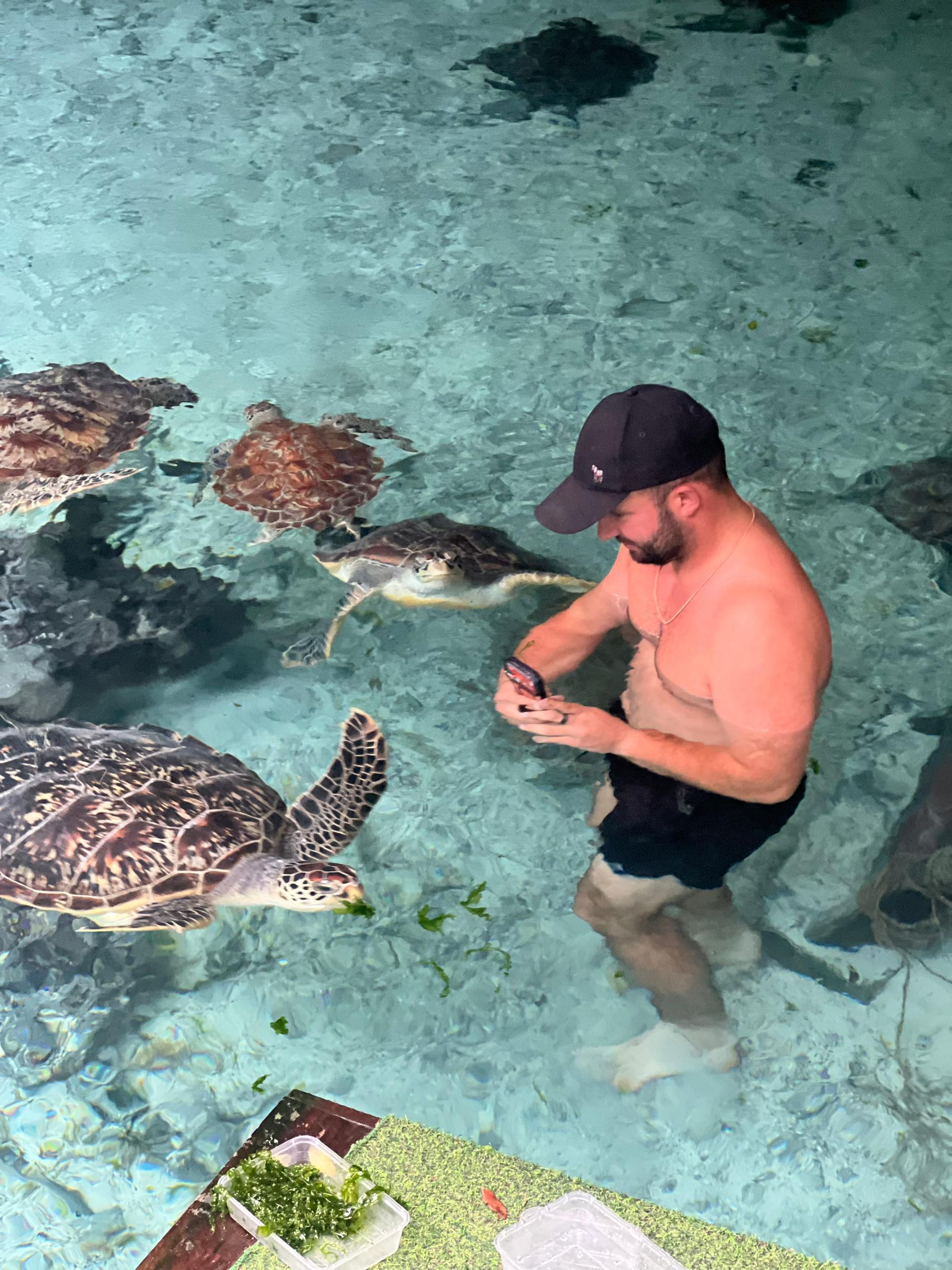 A visitor sharing clear water with sea turtles