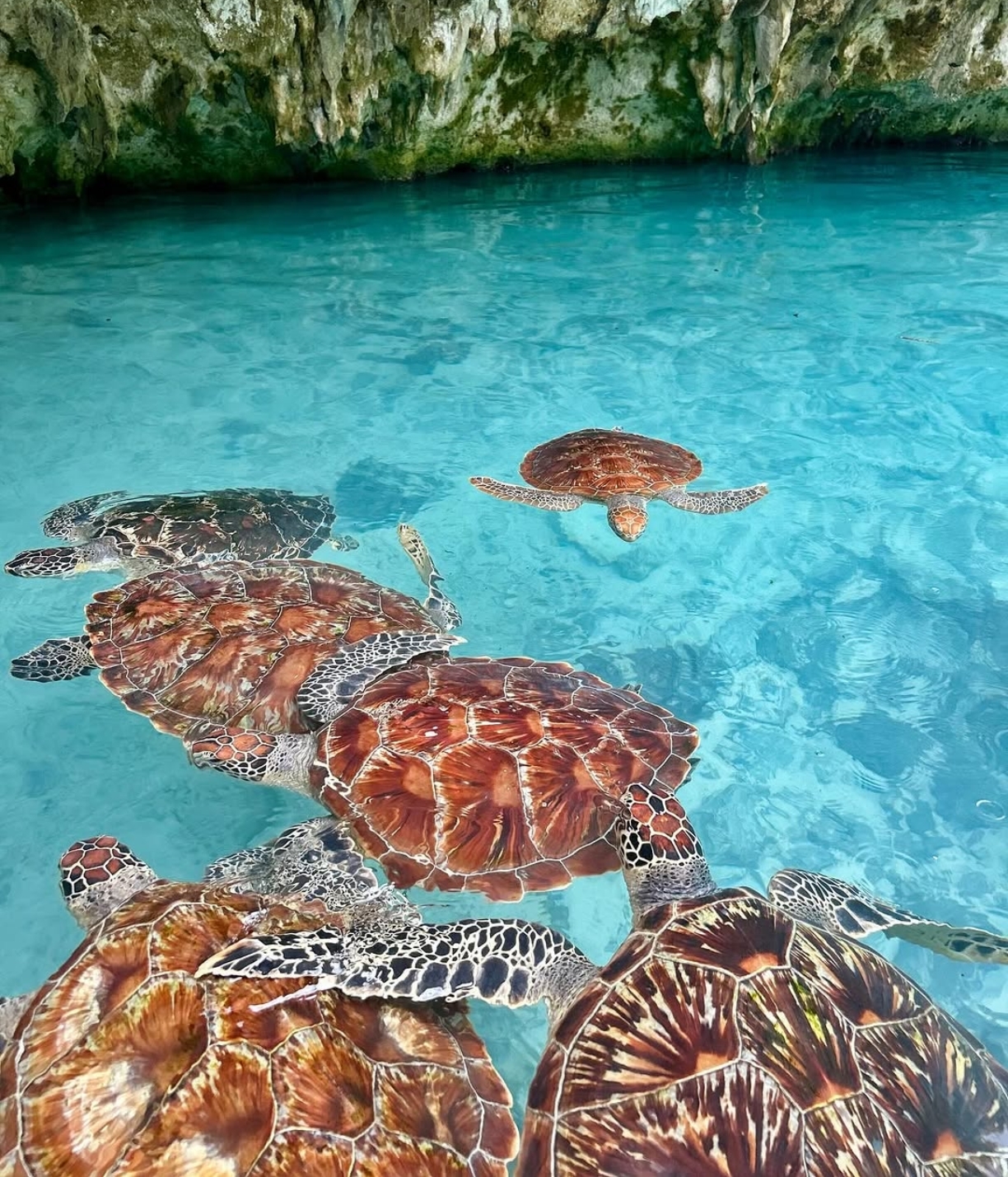 Sea turtles resting in clear blue water