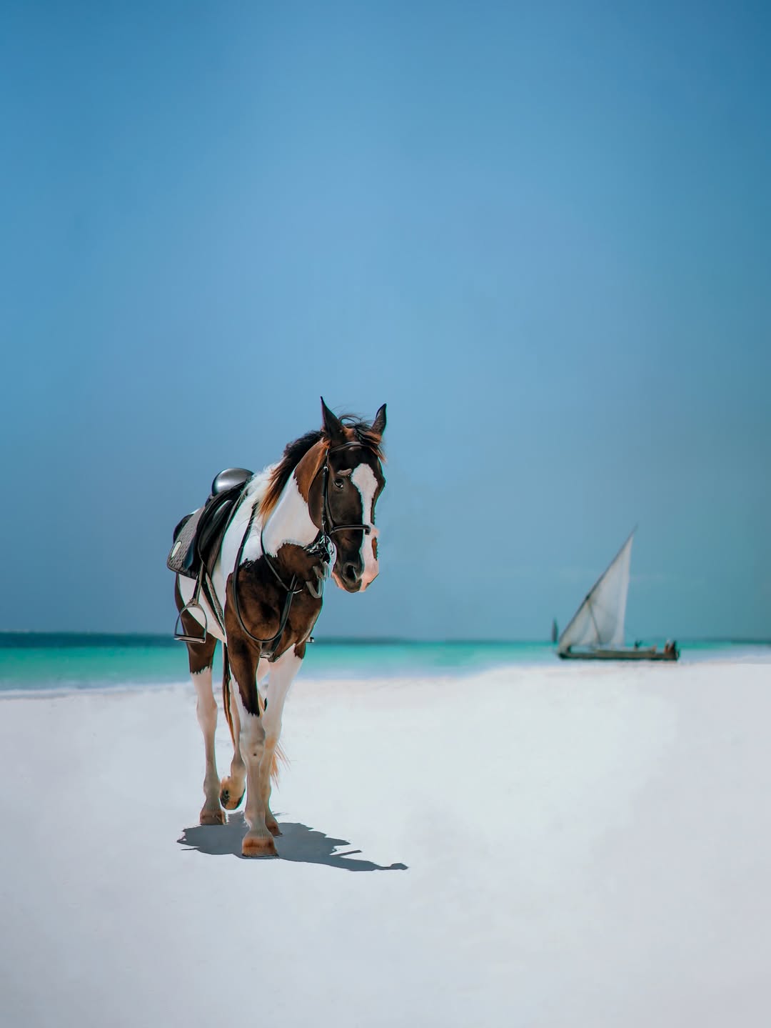 A horse standing on a white Zanzibar beach