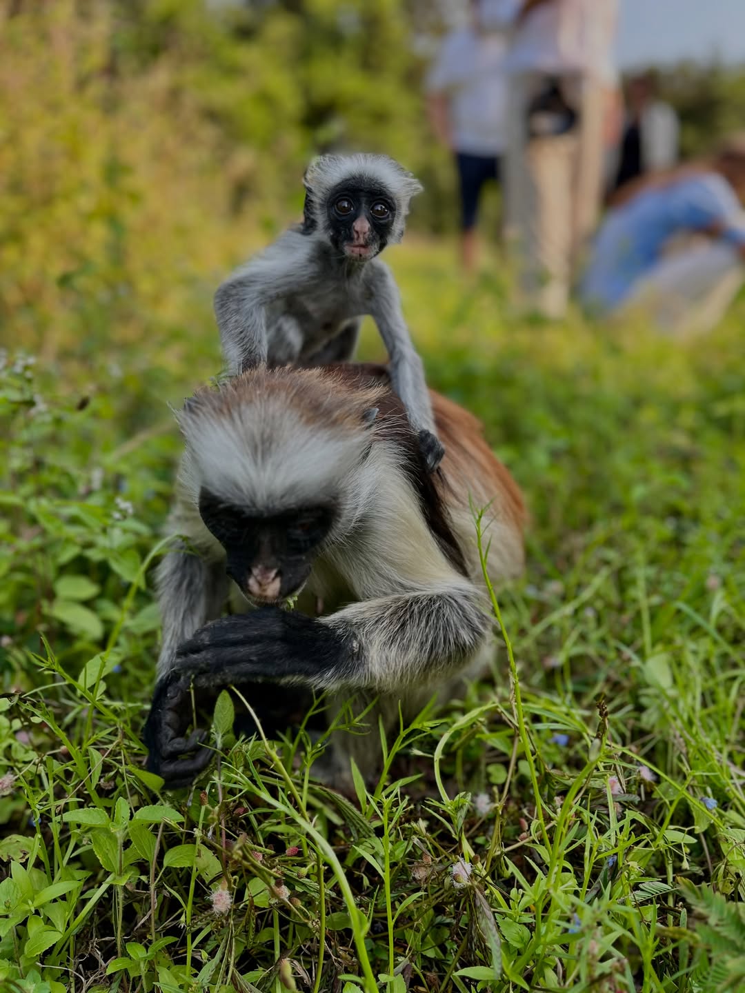 A monkey family in lush Zanzibar greenery