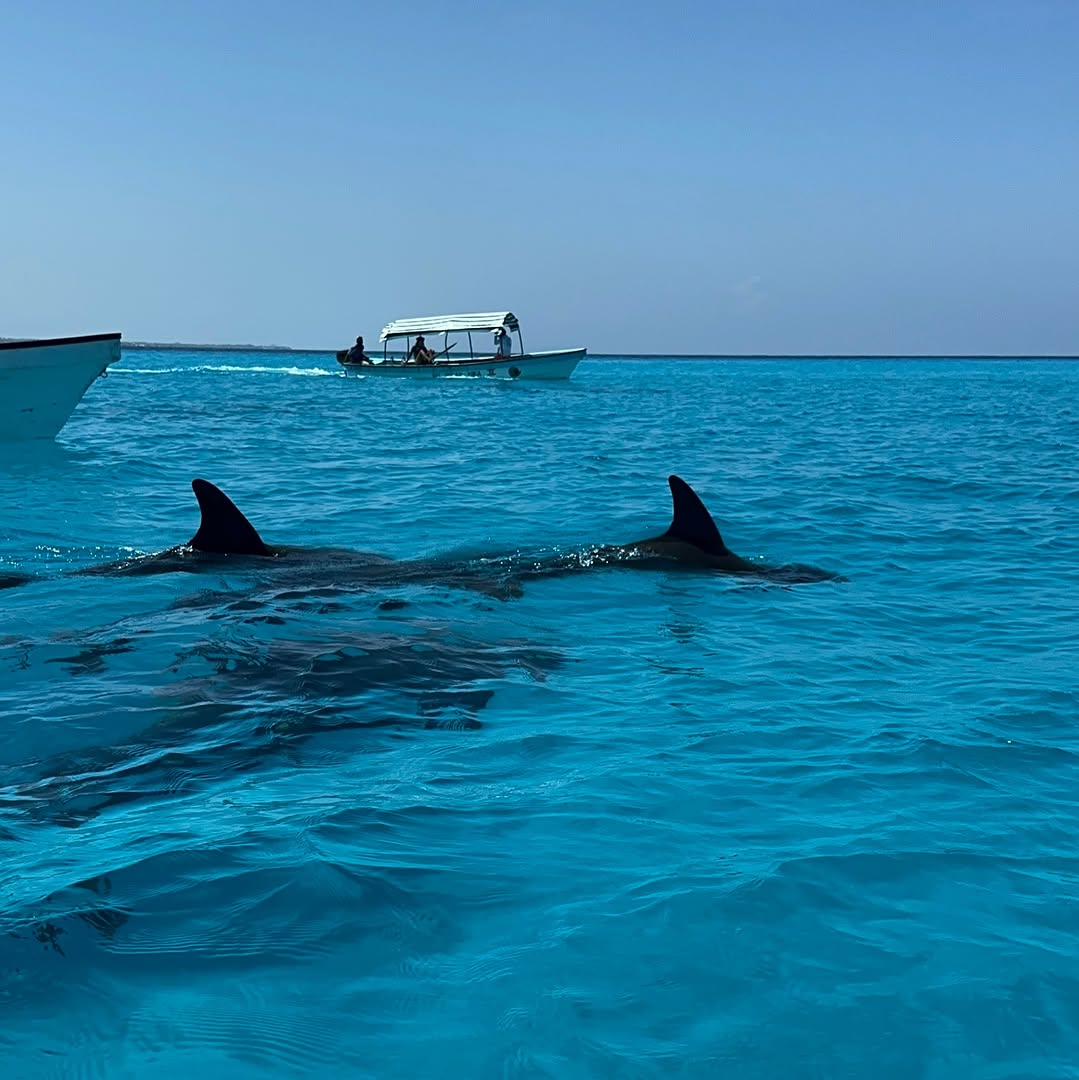 Dolphins surfacing beside a boat in Zanzibar's blue water