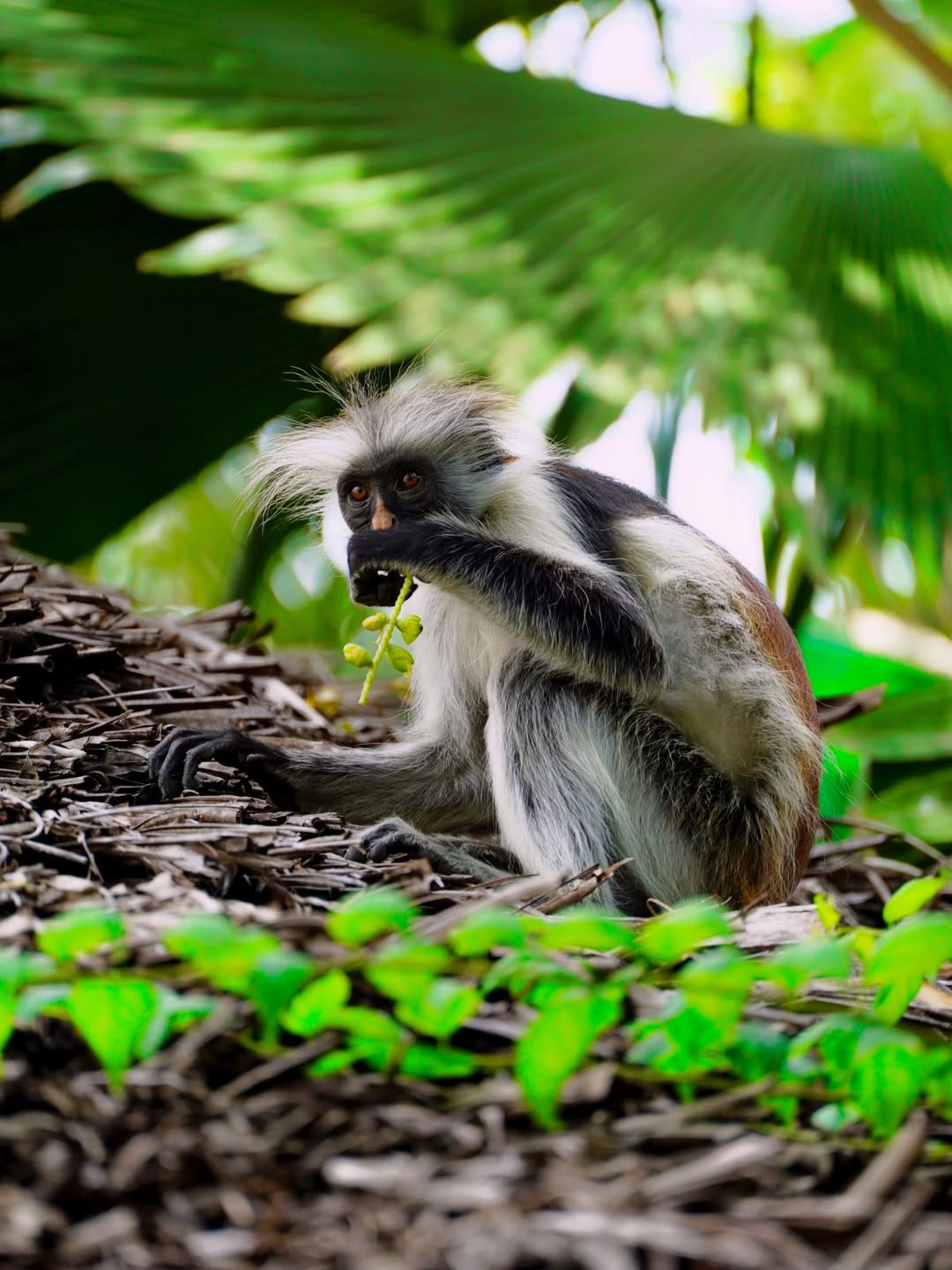 A Zanzibar red colobus monkey feeding in the forest