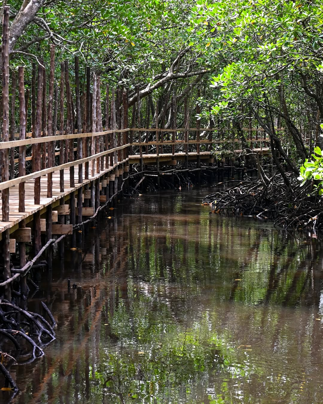 A shaded boardwalk through Zanzibar's mangrove forest