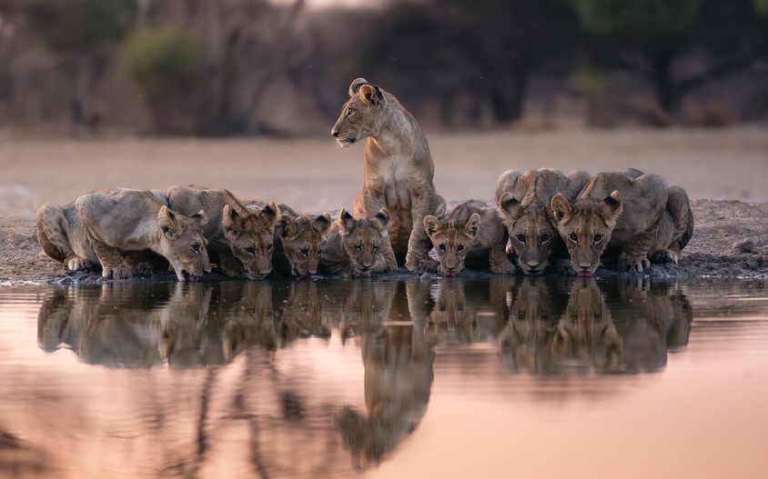 A lion pride drinking together at a still waterhole in Tanzania