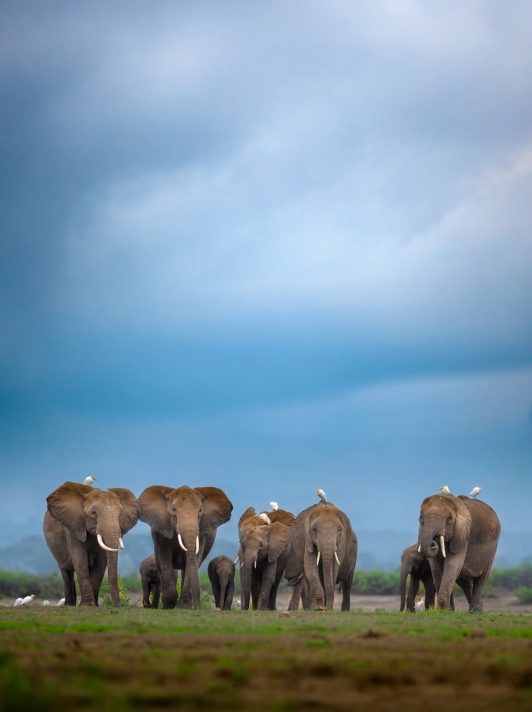A family of elephants walking through open Tarangire grassland beneath a soft blue sky