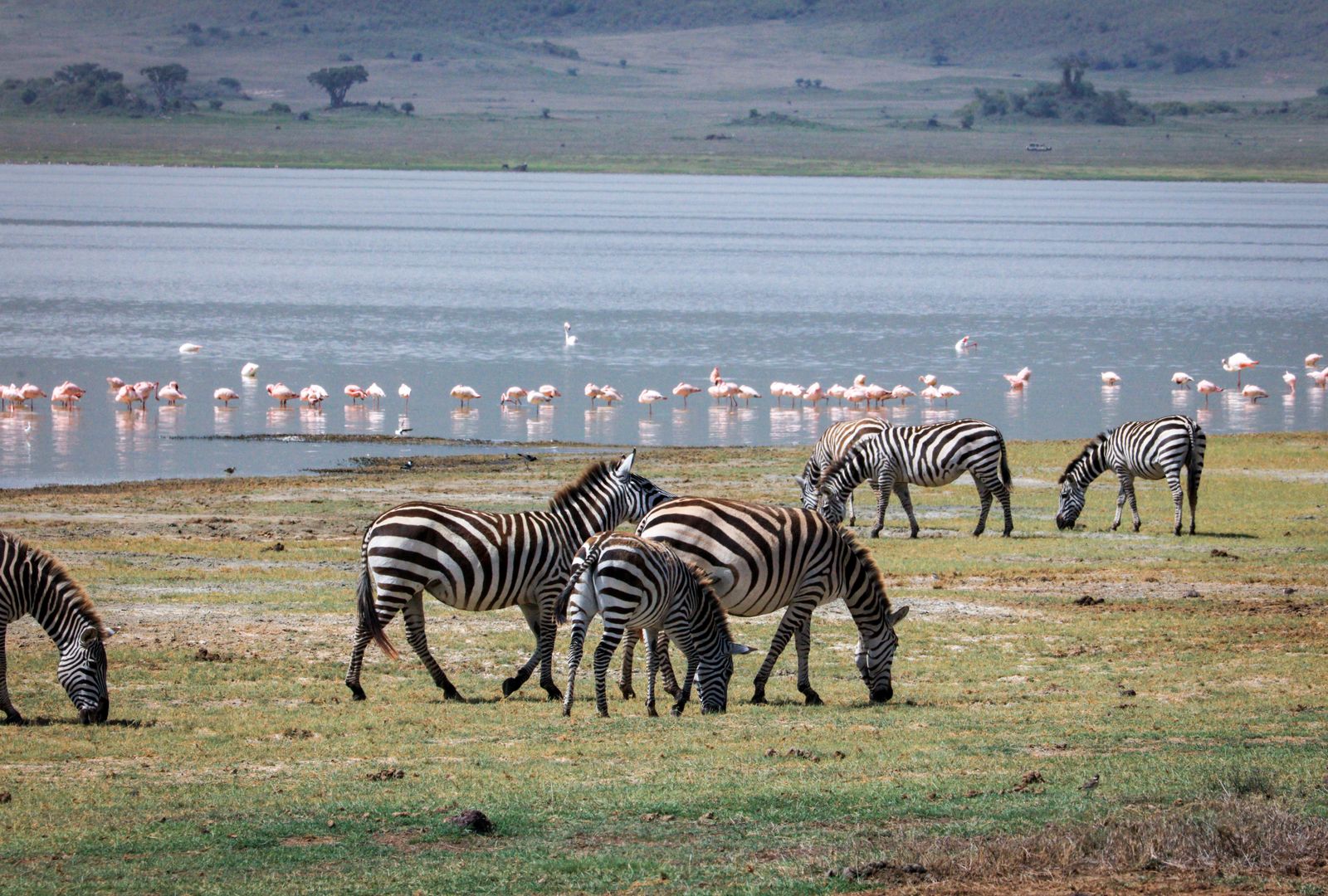 Zebra and flamingos along the Lake Manyara shore