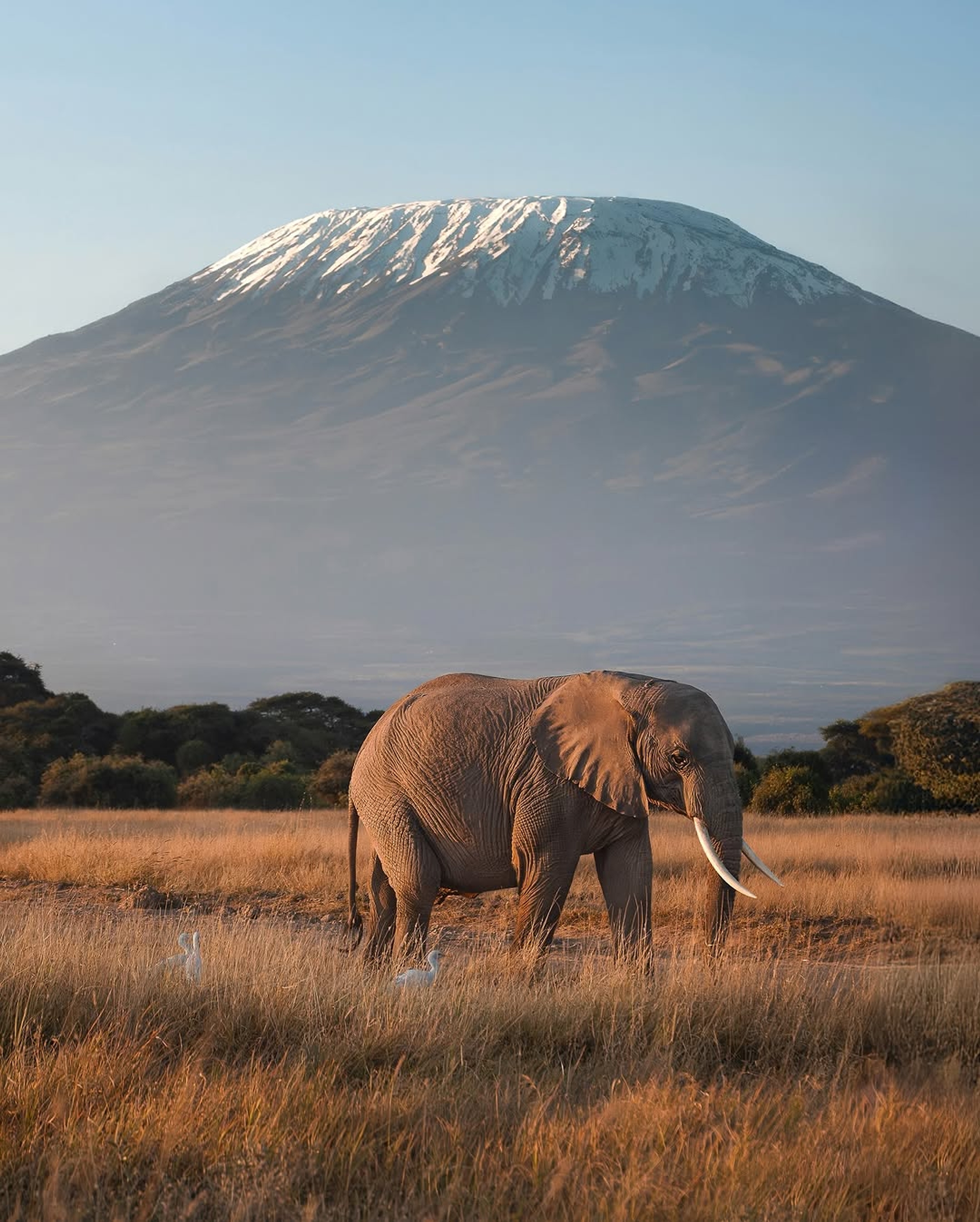 An African elephant standing beneath the complete snow-capped summit of Mount Kilimanjaro