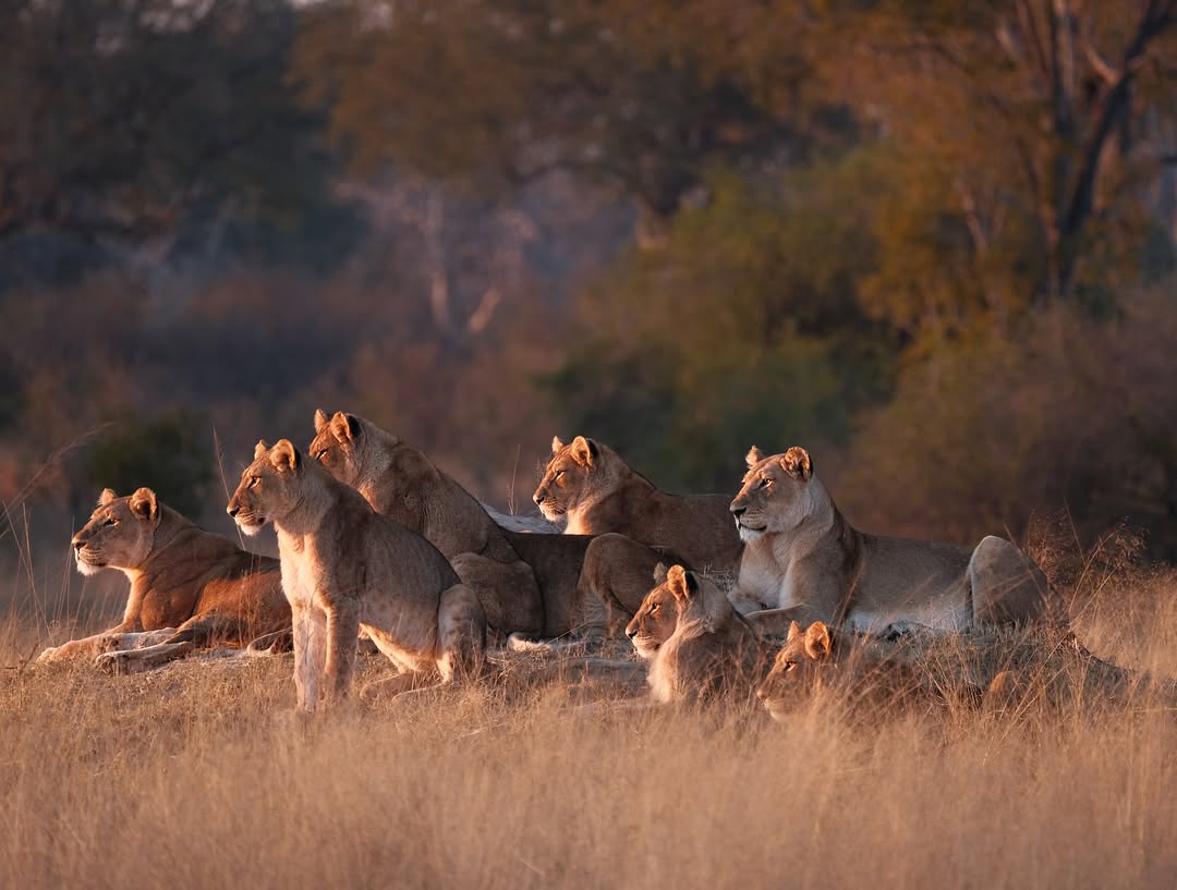 A pride of lionesses resting in Mikumi grass