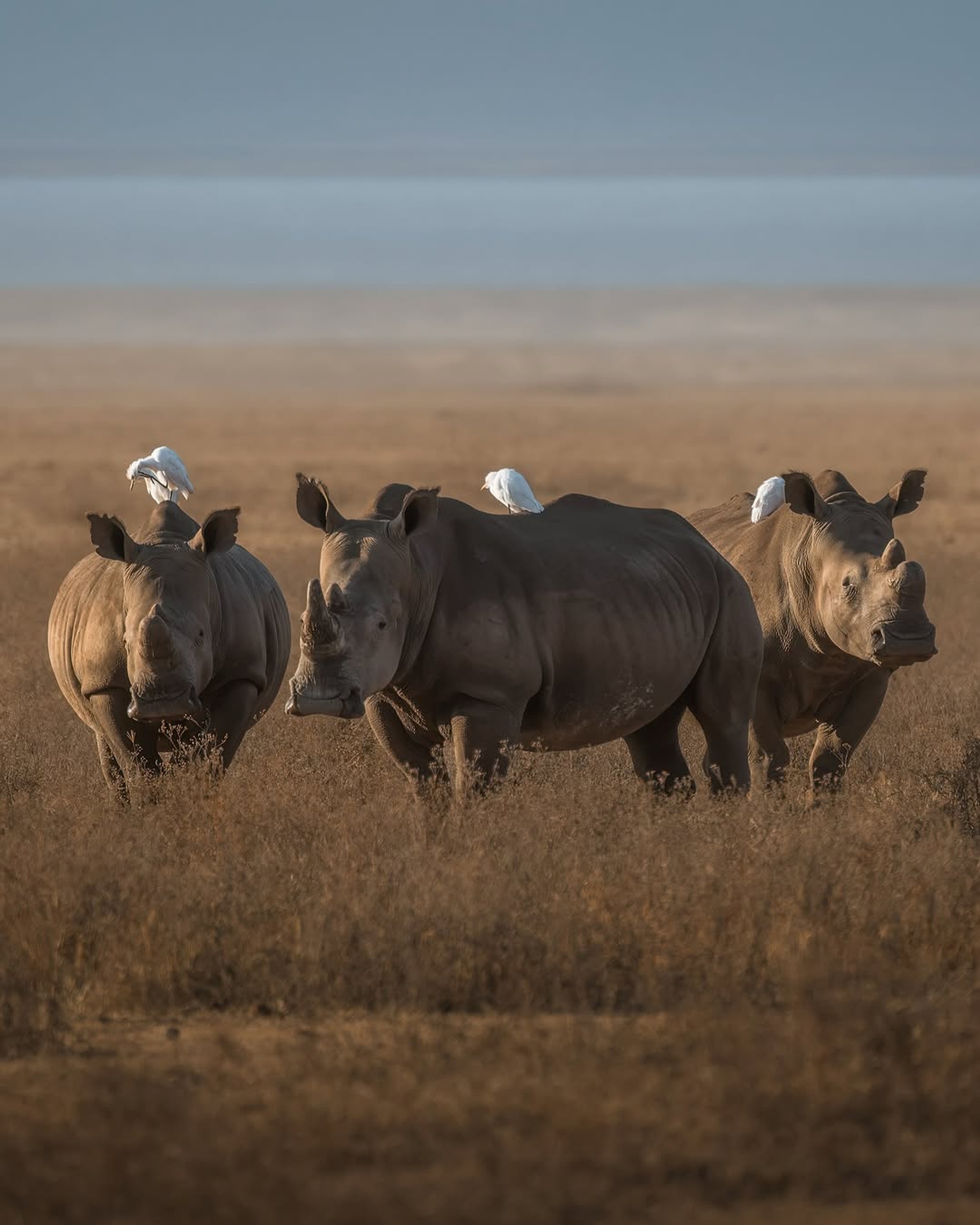 Three rhinoceroses walking through Ngorongoro grass with cattle egrets perched on their backs