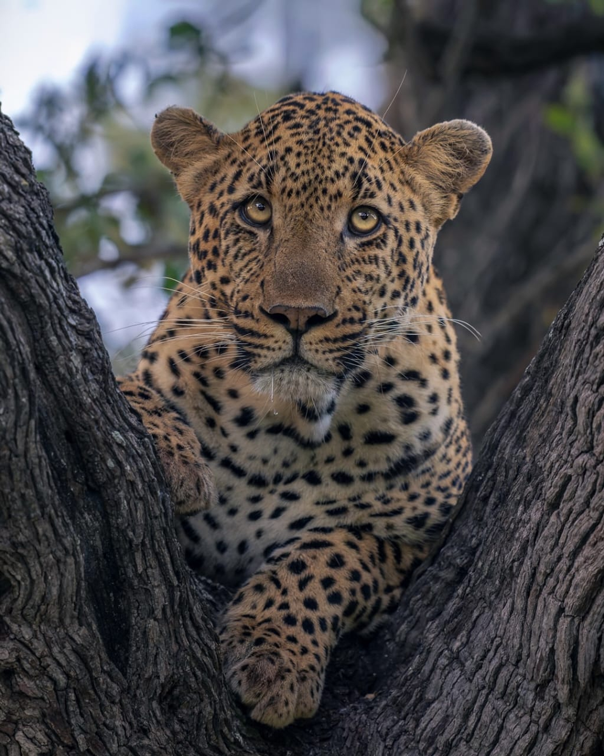A leopard resting between the branches of a tree in the Serengeti