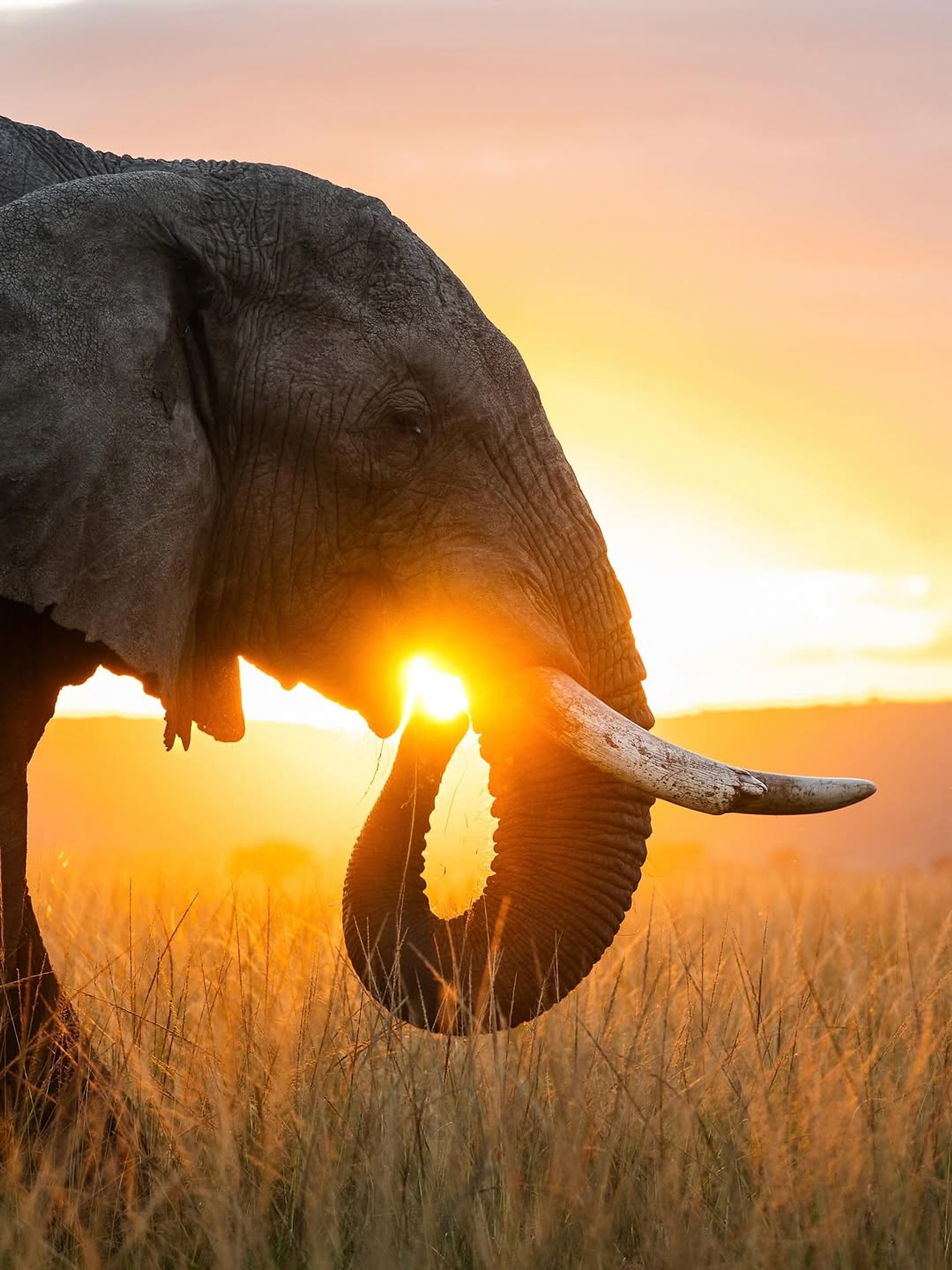 Close portrait of an elephant walking through golden Tarangire grass at sunset