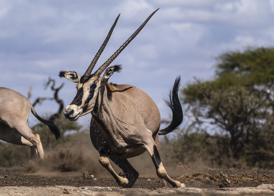 A running East African oryx throwing dust across the Tarangire savanna