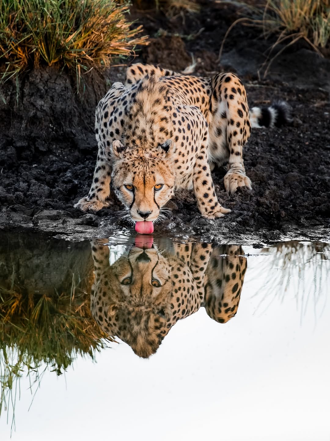A cheetah drinking at a still waterhole with its reflection below