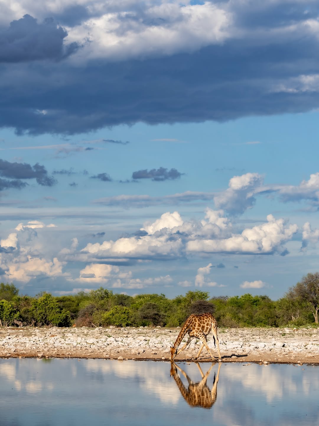 A giraffe drinking from a still waterhole beneath an immense Tanzania sky