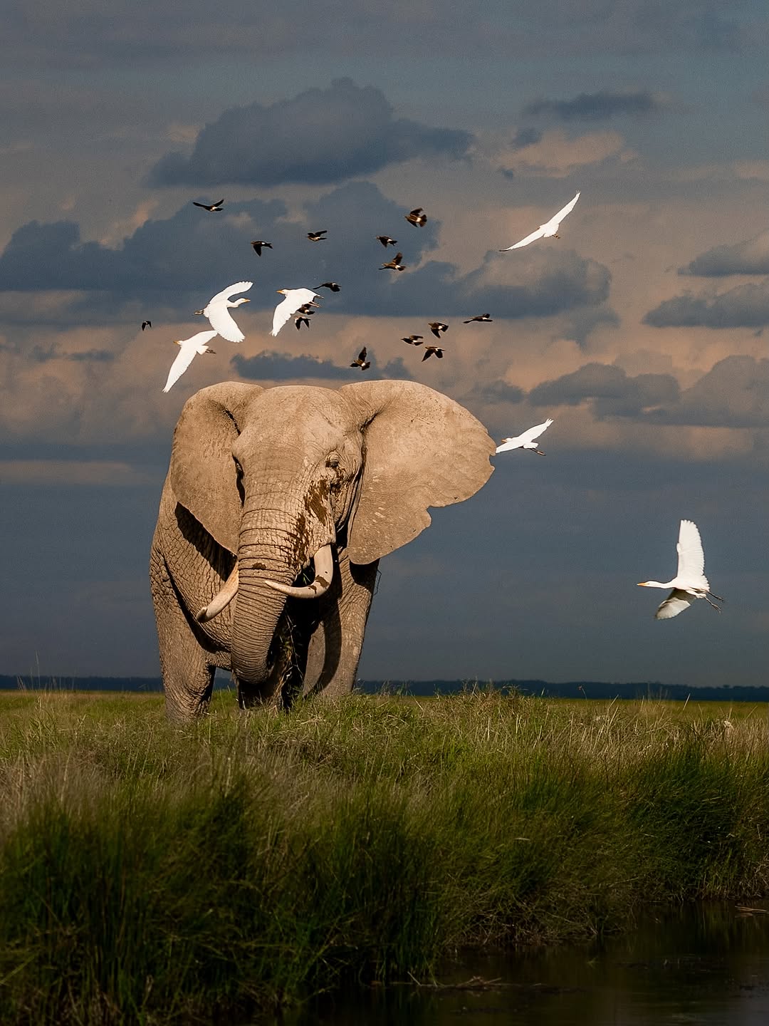 An elephant moving through green wetland grass beneath a flight of birds