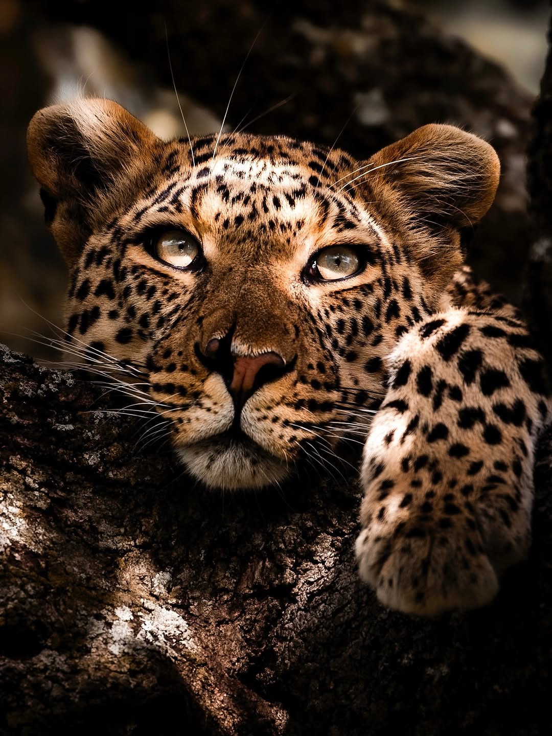 A leopard resting in filtered woodland light on the northern circuit