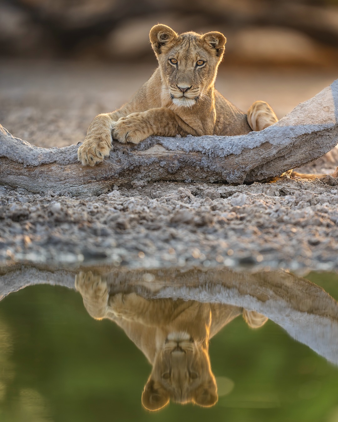 A young lion resting above a still water reflection