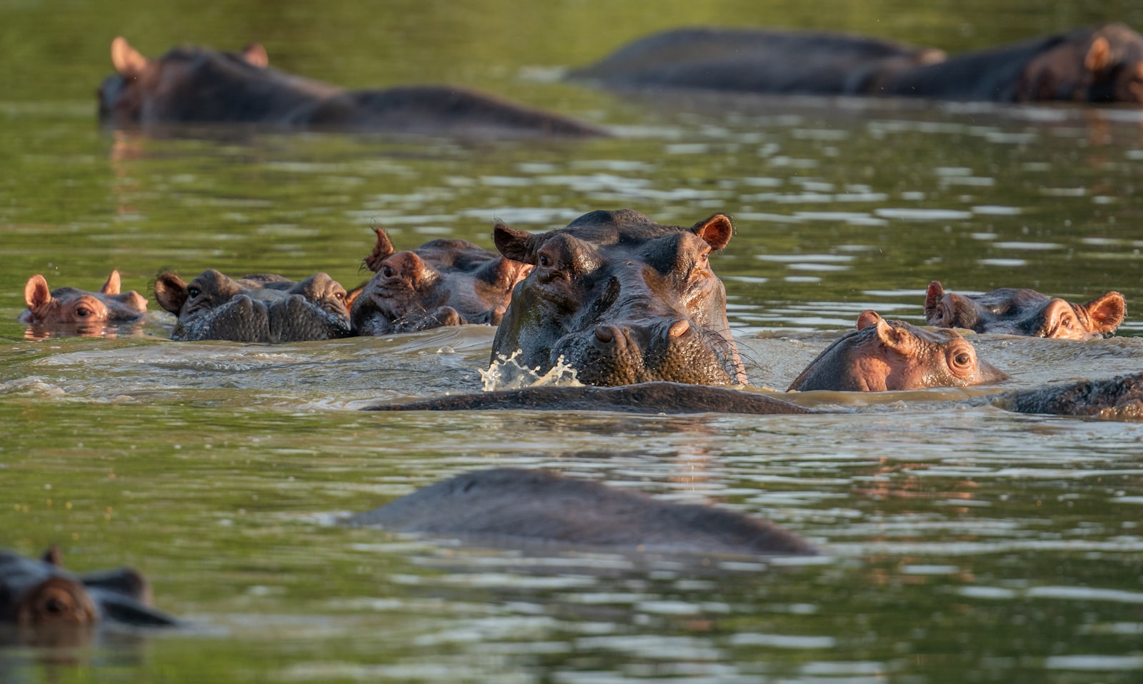 A herd of hippopotamuses moving together through calm river water
