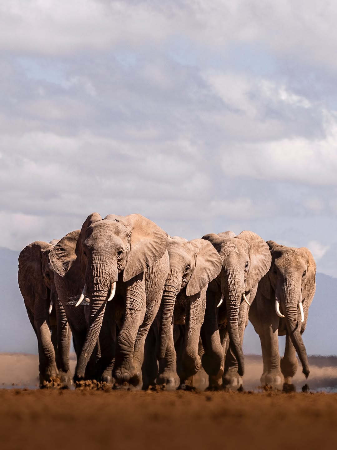 A close elephant herd standing together on the open Tanzania plain