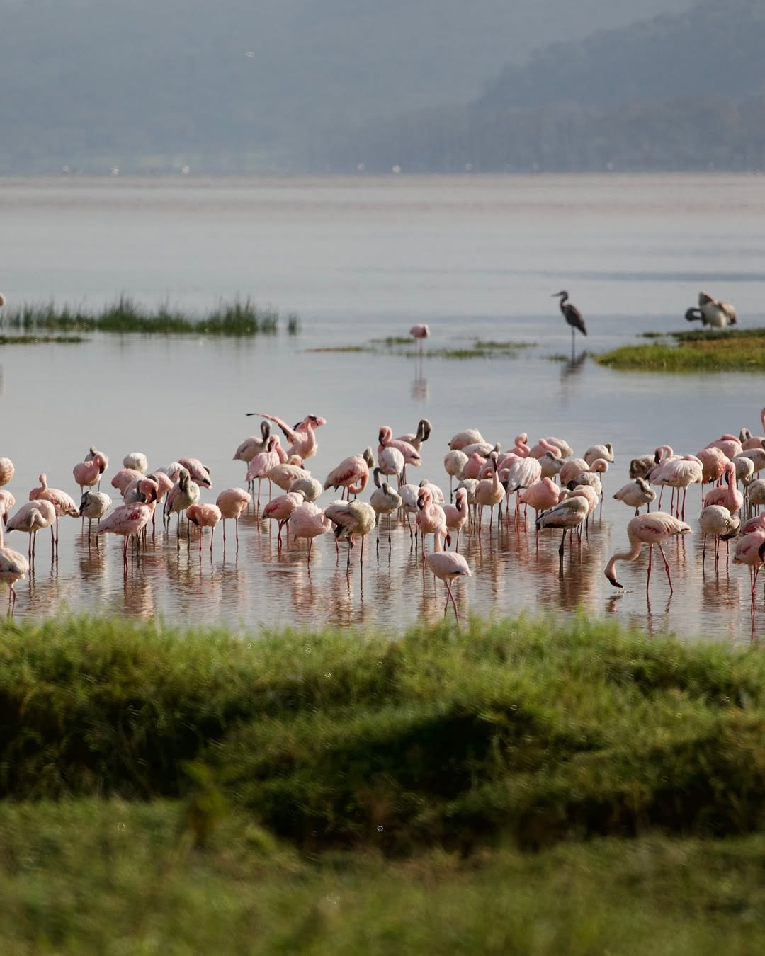 A large flock of pink flamingos feeding across the Lake Manyara shallows